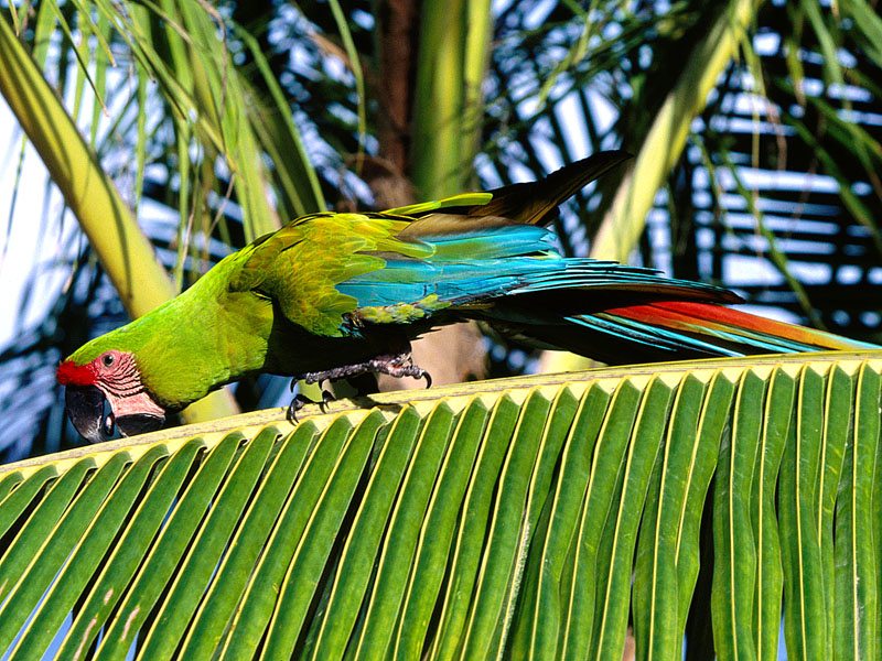 Buffon's Macaw, Honduras